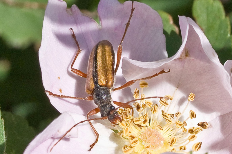 Long-horned Flower Beetle by Doug Waylett