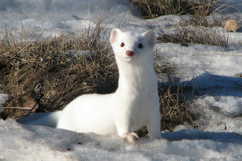 Long-tailed Weasel by Anne Elliott