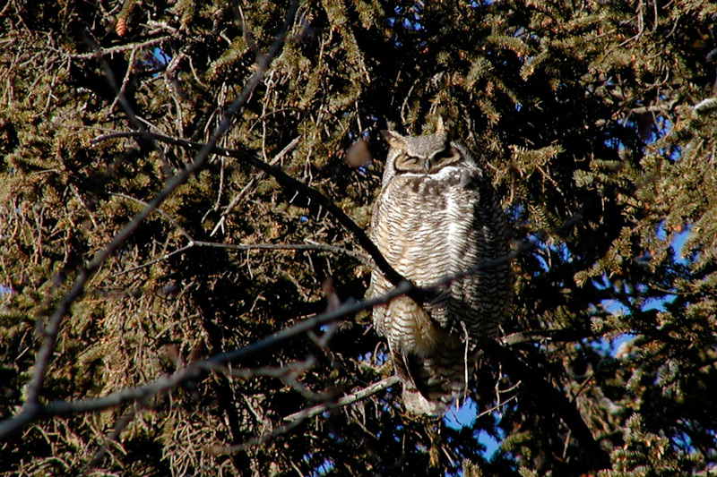 Roosting owl by Yves Dansereau