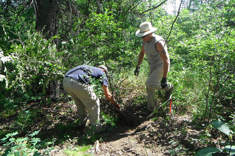 Shell volunteers removing cotoneaster © WGPPS