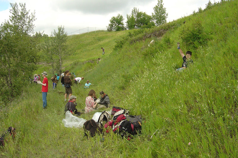 Volunteer weeders pulling knapweed © WGPPS