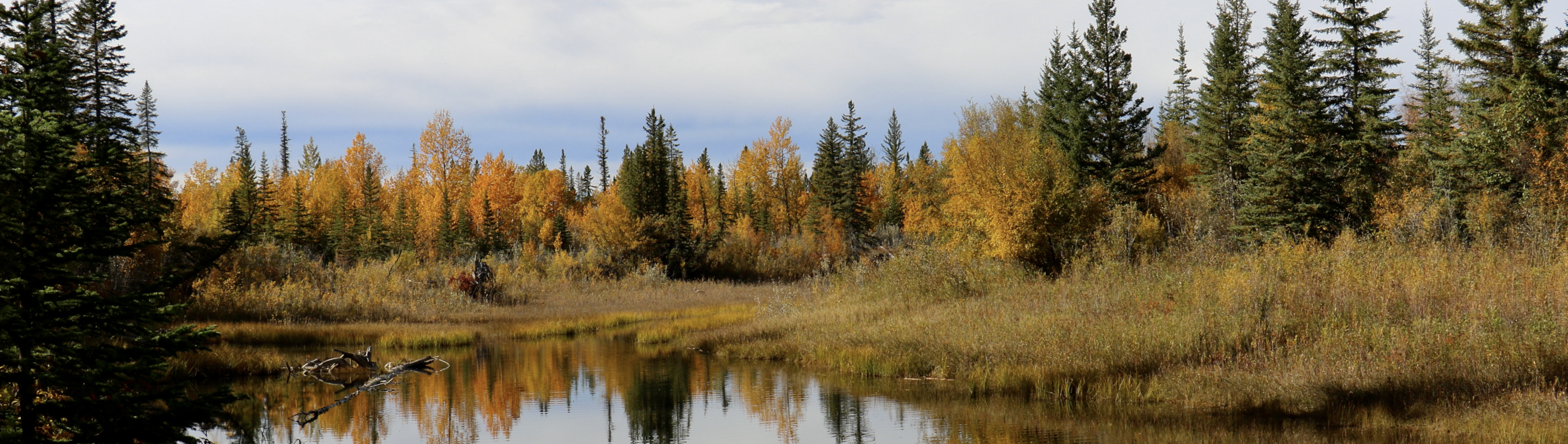 Weaselhead Preservation Society